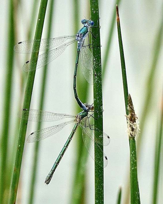 scarce emerald damselfly